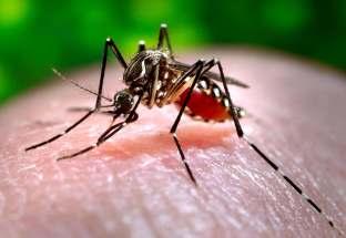 INTRODUCCIÓN La Fiebre Chikungunya (CHIKV) es una enfermedad vírica transmitida al ser humano por mosquitos. Se describió por primera vez durante un brote ocurrido en el sur de Tanzanía en 1952.