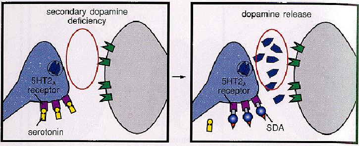 Además, en la vía mesocortical, donde habría un déficit de dopamina que causa los síntomas