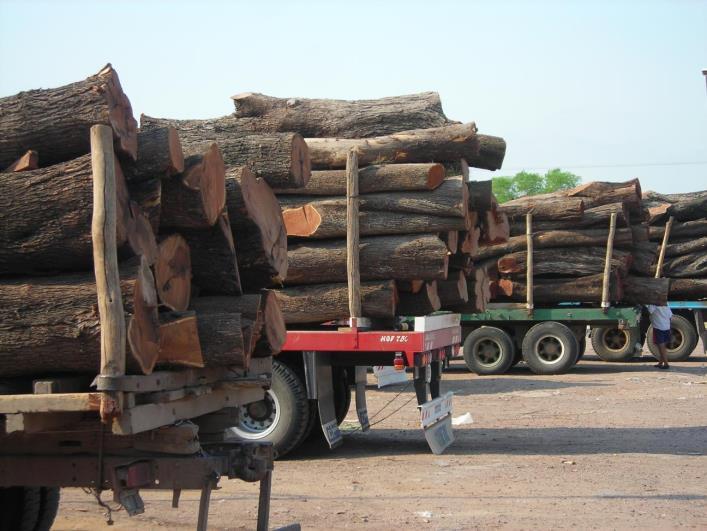 PROBLEMAS El sector foresto-industrial dependiente de especies nativas ve peligrar la provisión de materia prima.