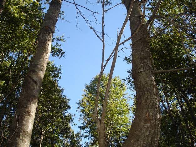 En la mayoría de los rodales evaluados existe una alta presencia de árboles con defectos en el fuste (semicurvo, curvo, inclinado, bifurcado), desde un 52 hasta un 100% de los individuos.