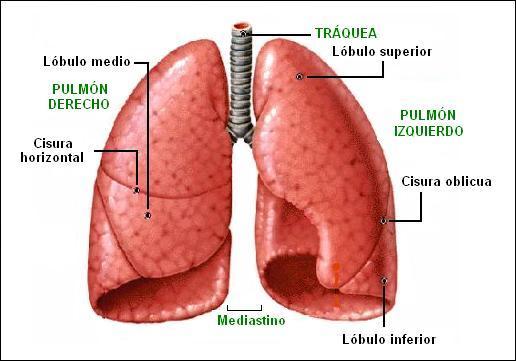 El pulmón derecho queda dividido