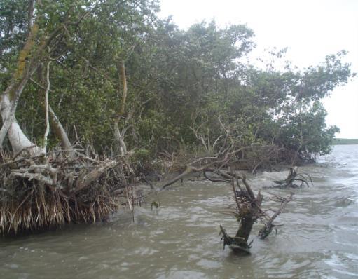 manglar y bosques de