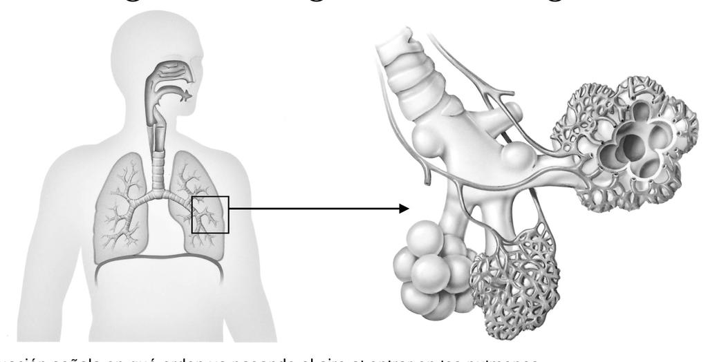 43. Situa en el dibuix de l'aparell respiratori els noms següents: Fossa nasal, Esòfag, Pulmó dret, Branca artèria pulmonar, Epiglotis,