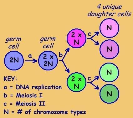 INTERCINESIS En la meiosis II, las cromátidas hermanas que forman cada cromosoma se separan y se distribuyen entre los núcleos de las células hijas.
