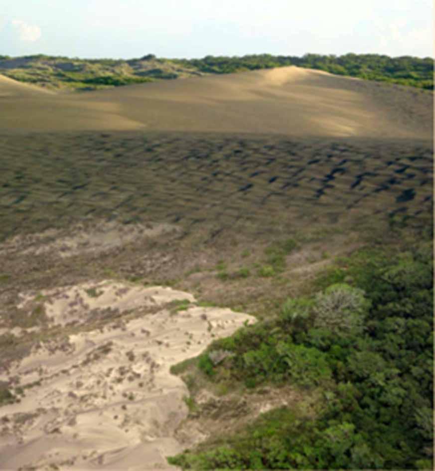Germinación, crecimiento y sobrevivencia de especies nativas de acahuales en zonas costeras, importantes en la restauración Objetivo de la investigación Trabajar con diez especies de árboles de