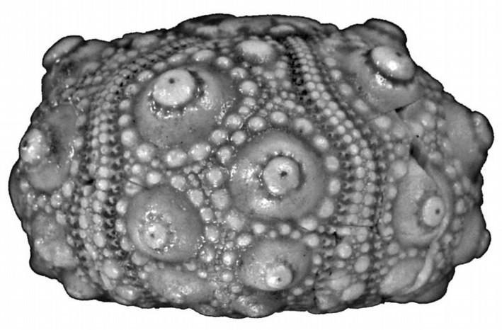 Pseudocidaris rupellensis (Làmina, II. Fig. 20) De forma redondeada presentan mayor tamaño que el resto de ejemplares, se aprecian pocos detalles de ornamentación, base muy pequeña.