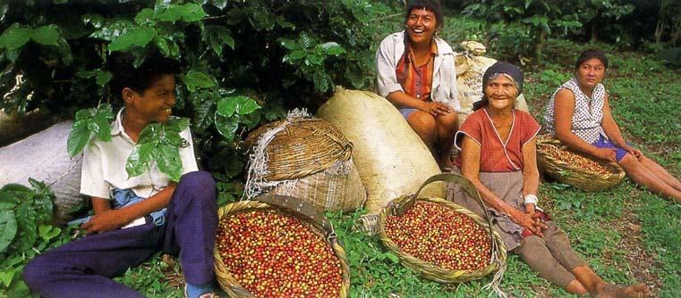 Proposito 1 2,300 FAMILIAS PRODUCTORAS DE CAFÉ Implementan estrategias de producción ecológica y gestión empresarial, Desarrollan capacidad de adaptación ante la incertidumbre ecológica y económica