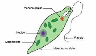 Todos los organismos están formados por una o más células. Cuando piensas en un organismo, puedes pensar en algo muy familiar, por ejemplo, personas, gatos o árboles. Estos organismos son complejos.