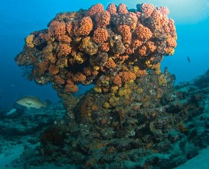 Este ecosistema, que es considerado entre los más biodiversos y complejos de los océanos, funciona como zona de refugio, alimentación, reproducción y crianza para numerosos