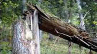 Slide 51 (Answer) / 109 Un árbol fue alcanzado por un rayo durante una tormenta. La parte del árbol que sigue en pie es de 3 metros de altura.