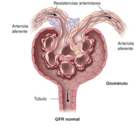 Insuficiencia renal aguda prerrenal Autorregulación renal Un incremento de la presión arterial induce un aumento de resistencias en las arteriolas
