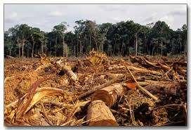 Los bosques están sujetos a procesos