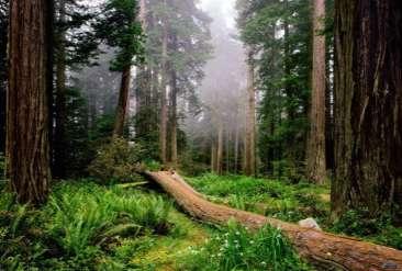 El papel de los bosques respecto al cambio climático.