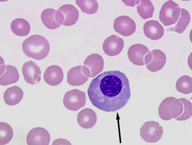 A medida que las células se diferencian, el número de tipos celulares que pueden producir disminuye, llamándose este fenómeno especialización. El glóbulo rojo es resultado de una especialización.