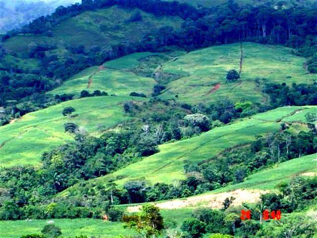 Área Sembrada (has) con Caña de Azúcar en Costa Rica Según Piso Altitudinal (msnm) Censo Cañero 2013. Piso Altitudinal (msnm) Área Sembrada (has) Porcentaje 0 100 32.