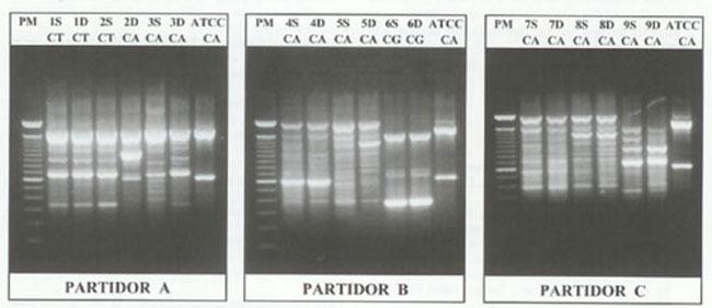 DIAGNOSTICO POR PCR LA PCR DETECTA FRAGMENTOS DE ADN DE BACTERIAS VIVAS Y MUERTAS PUEDEN IDENTIFICAR EL ADN DE 11 POSIBLES PATOGENOS DE LA MASTITIS EN LECHE