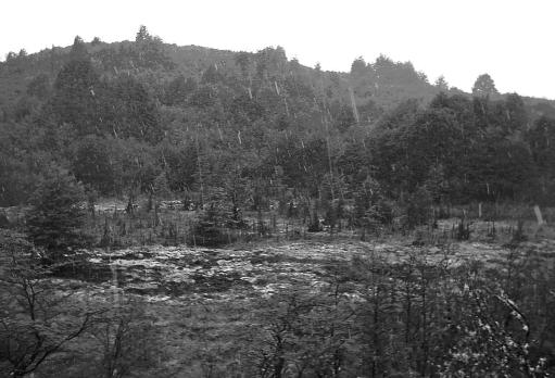 Geographicalia, 55, 2009: 27-43 Figura 7. Diversas especies dentro del estrato arbóreo y arbustivo, comparten hábitat con Pilgerodendron uviferum. 4.3. El Mallín En general esta agrupación abarca cerca del 50% de la superficie, sobre la cual, en parte, también se desarrolla el bosque de ciprés de las Guaitecas.