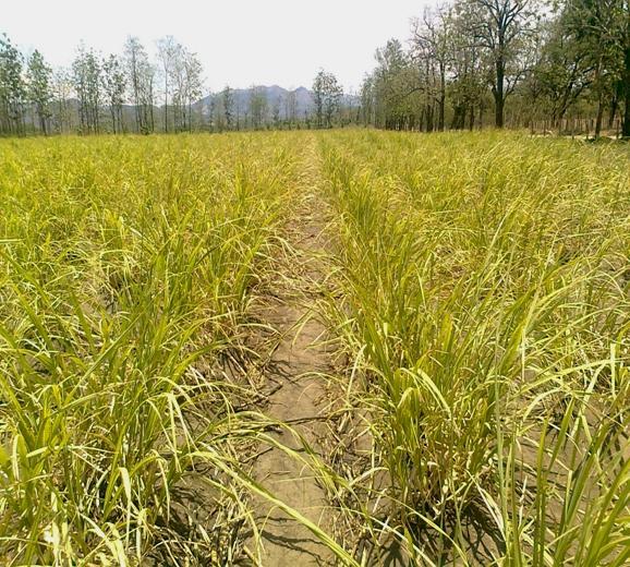 Rentabilidad de la Agroindustria Azucarera Costarricense: Estudio de