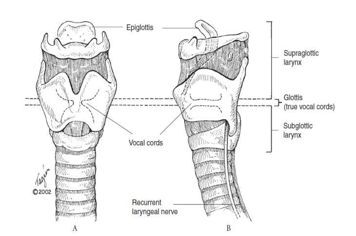 Nervio laríngeo recurrente (NLR): Inervación motora de todos los músculos de la laringe excepto músc cricotiroideo Inervación sensitiva de tráquea y laringe por
