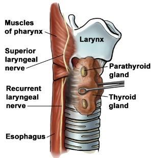 Cirugía tiroides: Nervio laríngeo recurrente (NLR) Nervio