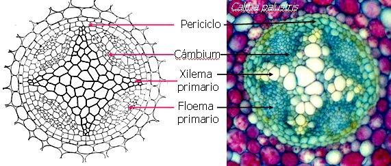 Cámbium vascular en la raíz El cámbium vascular se inicia en forma de arcos sobre el borde interno del floema a partir de