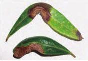 Enfermedades Enfermedades de Follaje Las enfermedades de follaje que inciden en el olivo son ocasionadas principalmente por hongos y pueden causar pérdidas de rendimiento que van desde un 5 hasta un