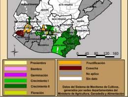 Mapa 4: Fenología de frijol, decadía 27 En Petén, durante todo el mes se observaron labores de cosecha, al igual que en los municipios en la parte baja del departamento de Quetzaltenango (Coatepeque,