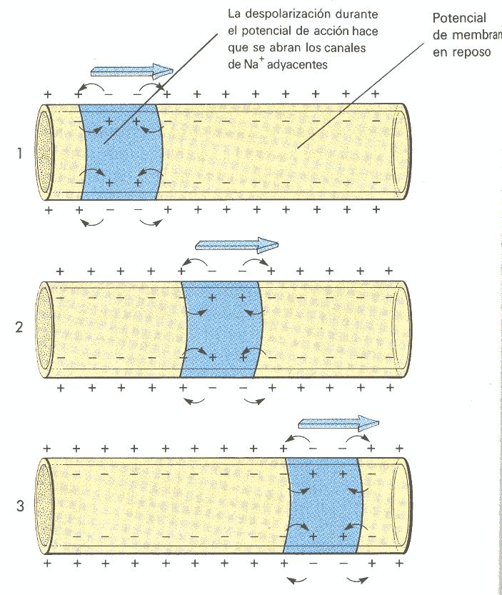 d. La apertura de los canales K + permite la salida y la repolarización de la membrana e. Tras un breve periodo de hiperpolarización, la bomba Na + /K + restablece el potencial de reposo.