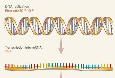 Fidelidad de la transcripción Las RNA polimerasas no