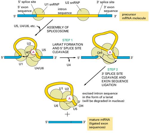 Spliceosoma: RNAs U1-U6 + 5-6 proteínas = snrnps
