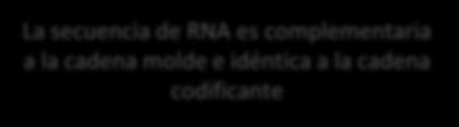 molde La secuencia de RNA es