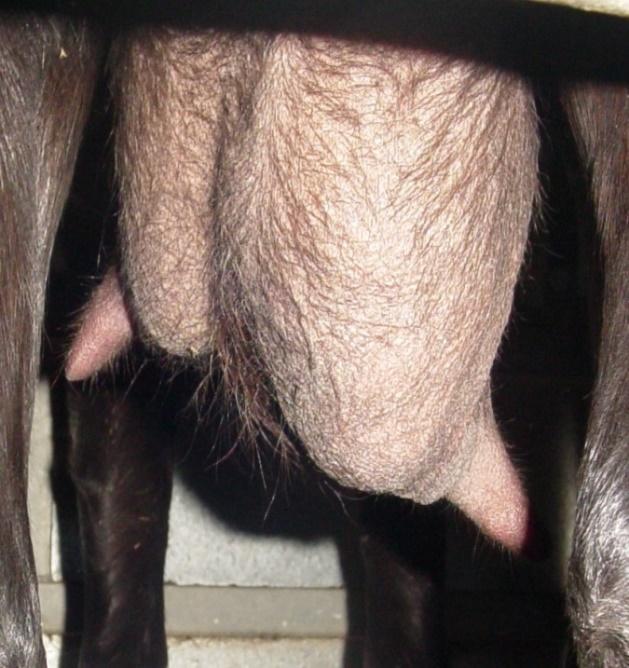 Control de mamitis Eliminación de animales crónicos Cabras con