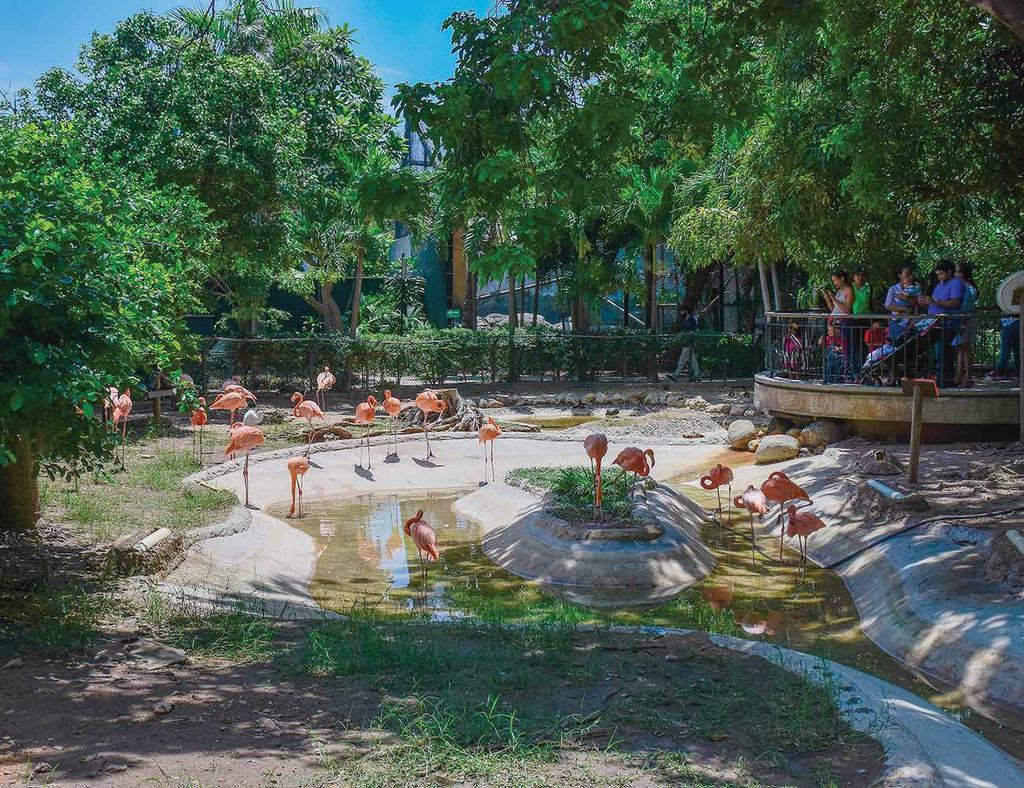 FOTO:ELHERALDO Tour Zoológico De Barranquilla Inicio a las 09:00 a.m. hasta las 05:00 p.m. El usuario puede elegir el horario.