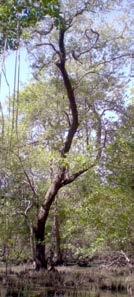 dominantes (Rhizophora mangle (mangle rojo),