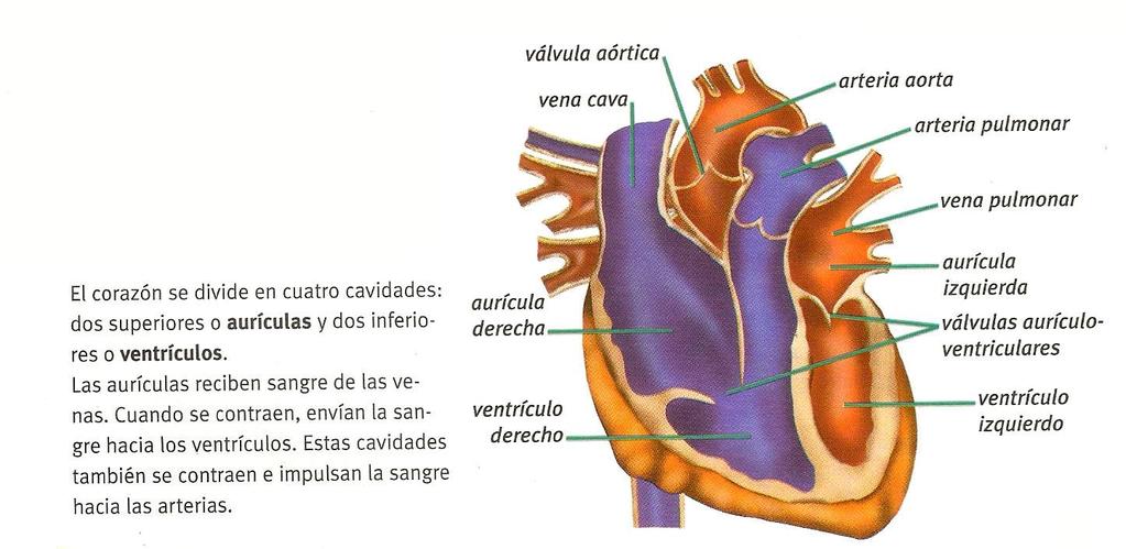 Las arterias nacen en el corazón y se ramifican en vasos de diámetro cada vez menor, hasta convertirse en capilares.