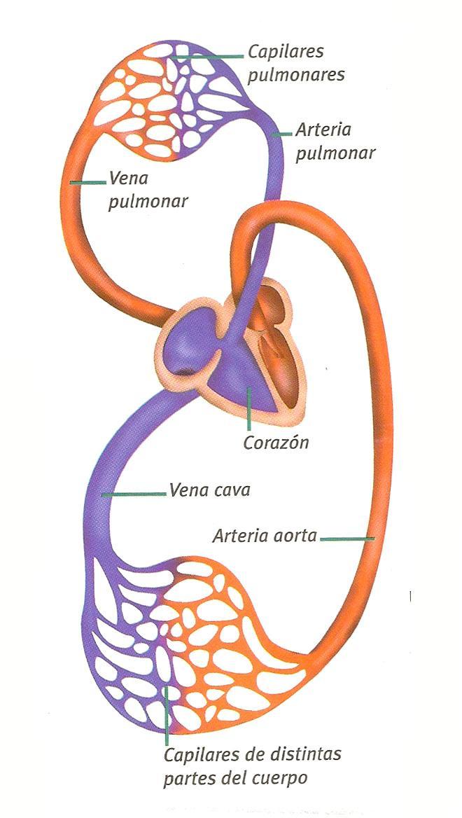En el circuito mayor, la sangre cargada de oxígeno sale del corazón y se dirige hacia el resto del cuerpo.