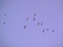 Cormorán Grande (Phalacrocorax carbo): 3 aves el 25 de septiembre de 2008, volaban en dirección suroeste, a una altura de unos 1000 m.s.n.m. Garza Real (Ardea cinerea): 7 aves el 12 de septiembre de 2008, volaban en dirección oeste.