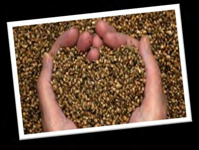 LA PLANTA CON MÁS USOS La composición nutricional de la semilla de Hemp es singular y excepcional! La semilla entera de Hemp tiene un contenido nutricional excepcional.