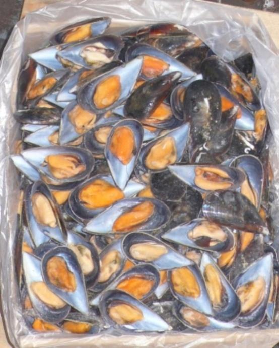 HALF SHELL MUSSEL (MYTILUS / PERNA) Nº PRODUCTO: 89 GALLEGO / CHILE 6X1