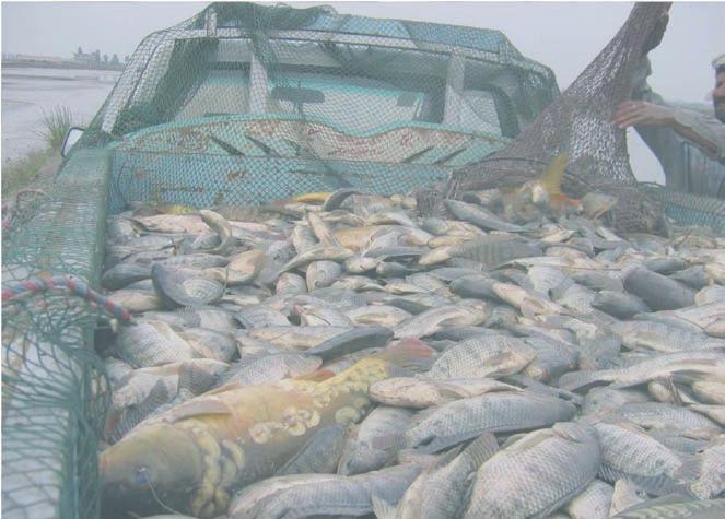 ACUICULTURA: LA REVOLUCIÓN AZUL FIGURA 1.1.1.B. Evolución del consumo per cápita mundial de pescado (1961-2003).