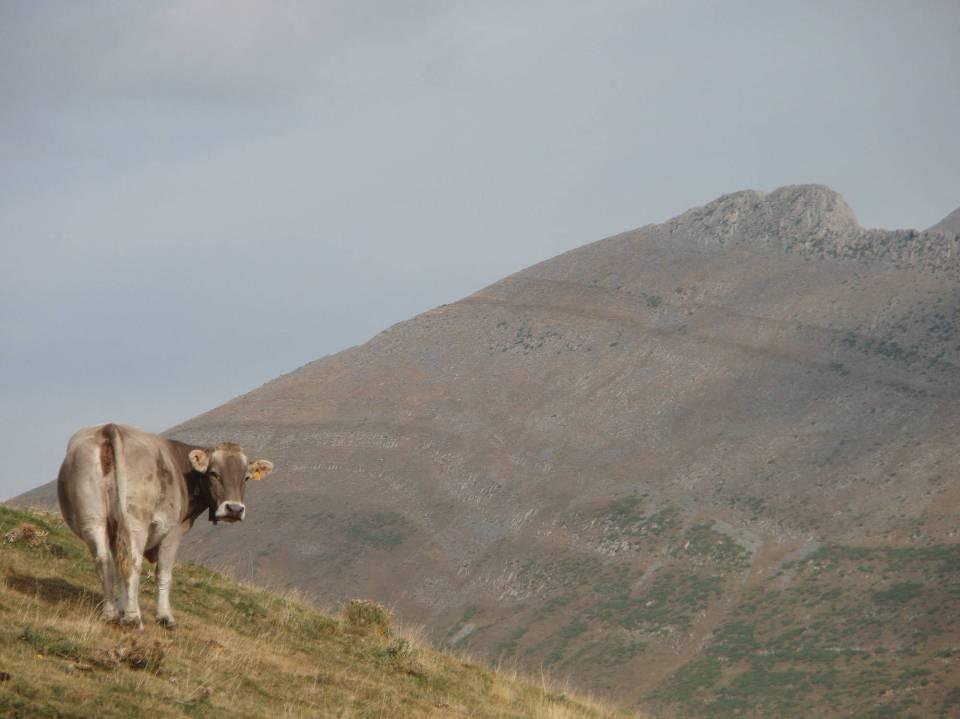 Caracterización morfo-genética de la raza Parda de Montaña: mantenimiento de su diversidad Caracterización zootécnica, genética y calidad de la canal y de la carne de la población bovina