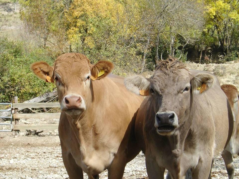 Repercusión de las pautas de crecimiento en ganado vacuno de carne sobre la productividad en hembras