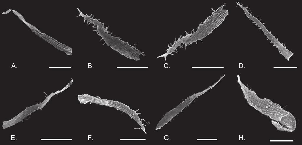 12 Flora de Colombia No. 29, 2012 Figura 1. Forma de la margen de las escamas del rizoma. A: entera (C. kalbreyeri, Little 9352); B-G: ciliada (B: C. capillaris, Hno. Daniel 609; C: C. discolor, Hno.