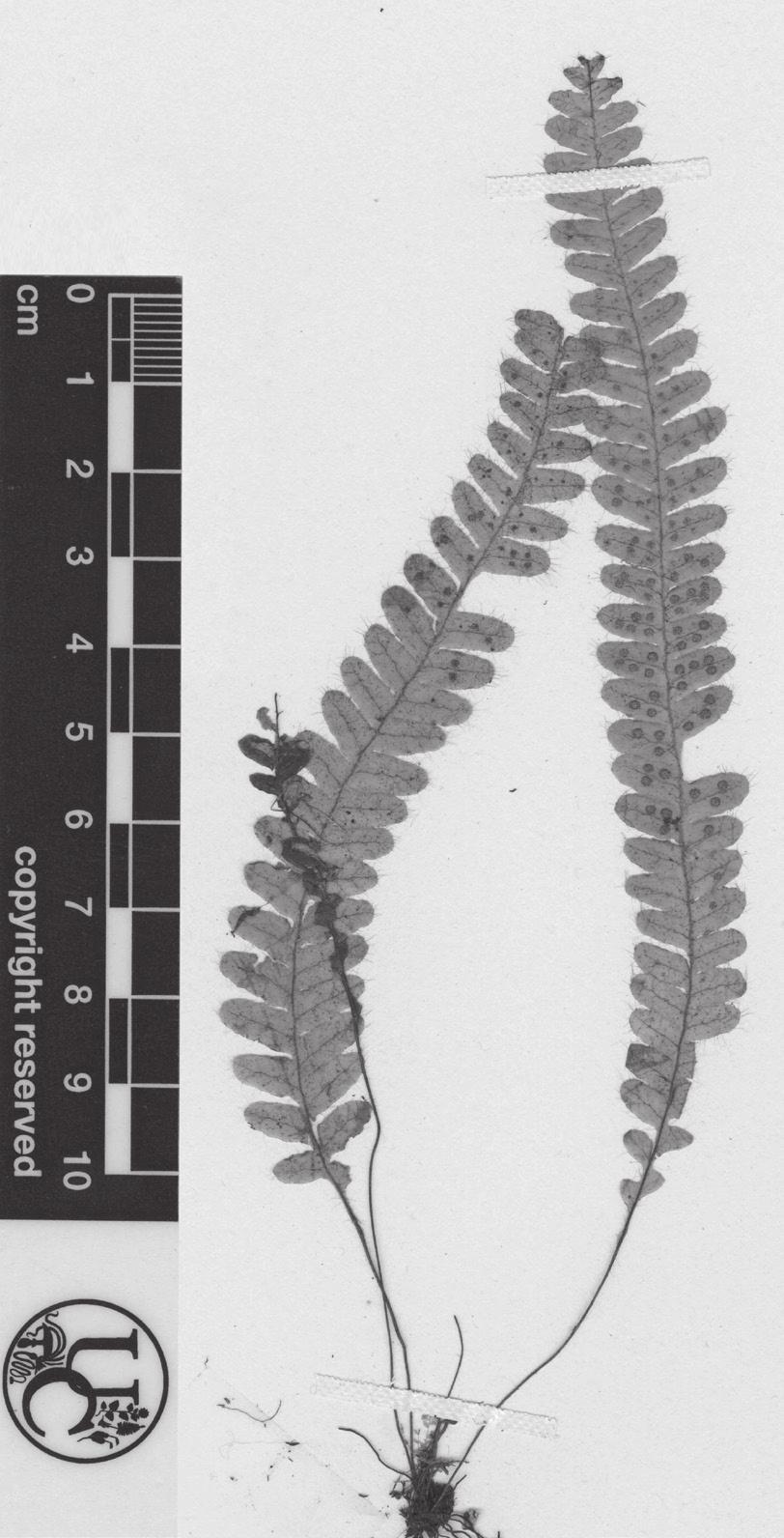 León-P.: Ceradenia (Polypodiaceae) 21 1. Ceradenia asthenophylla L.E. Bishop ex A.R. Sm., Novon 3 (2): 182. 1993. Tipo: Colombia.