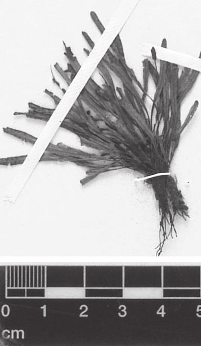 León-P.: Ceradenia (Polypodiaceae) 45 esparcidas, margen entera a subrepanda, con setas pardas de hasta 2 mm de largo, esparcidas.
