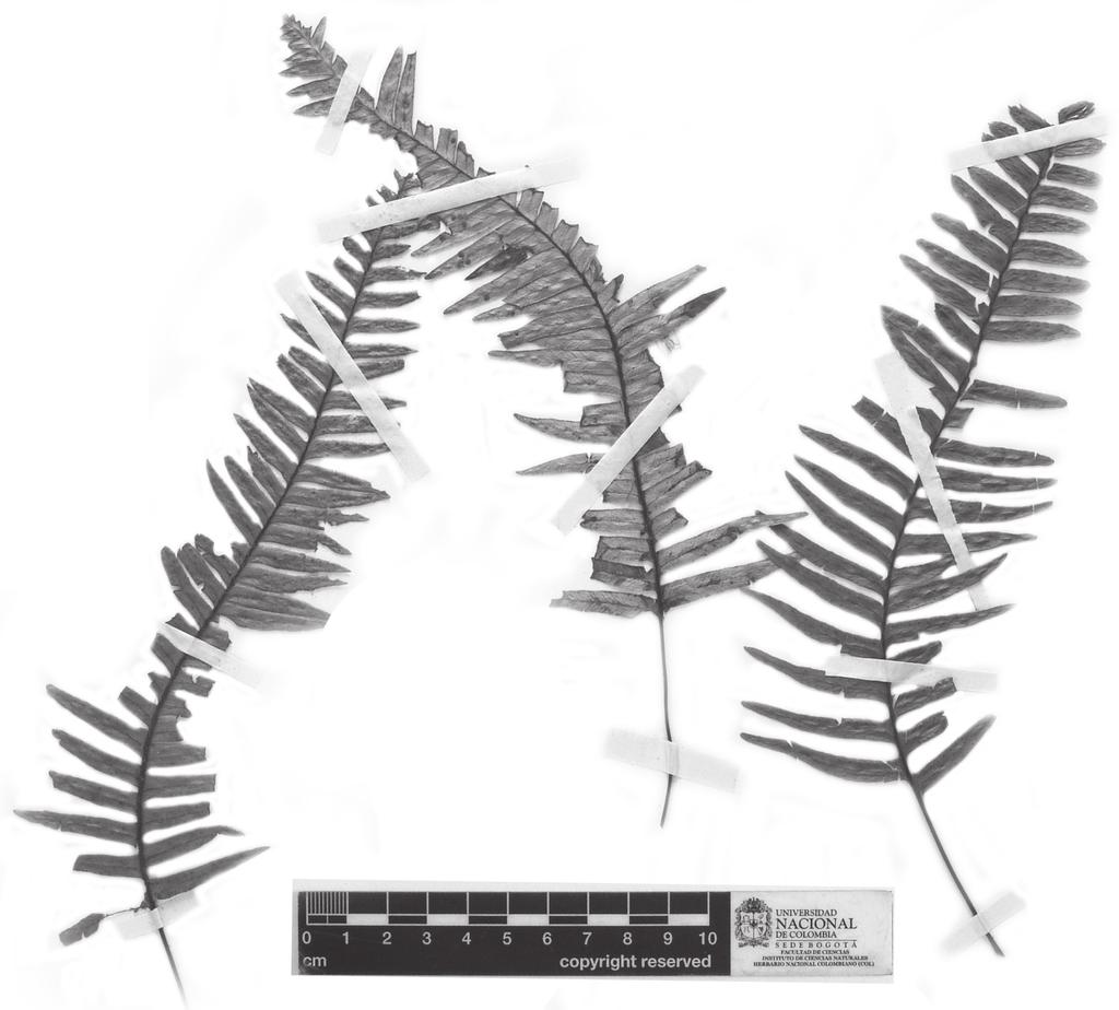 León-P.: Ceradenia (Polypodiaceae) 51 a moderadas, pardas, hasta 2 mm, adaxialmente y en la margen, tricomas esparcidos, simples o ramificados, hialinos, hasta 0.