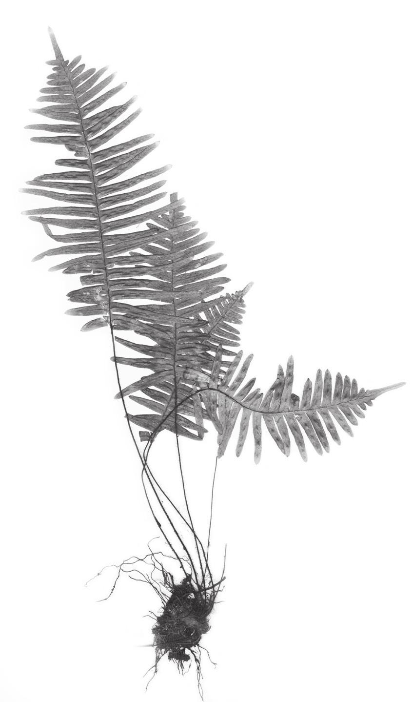 León-P.: Ceradenia (Polypodiaceae) 63 de largo; pinnas 1.9-3.9 x 0.