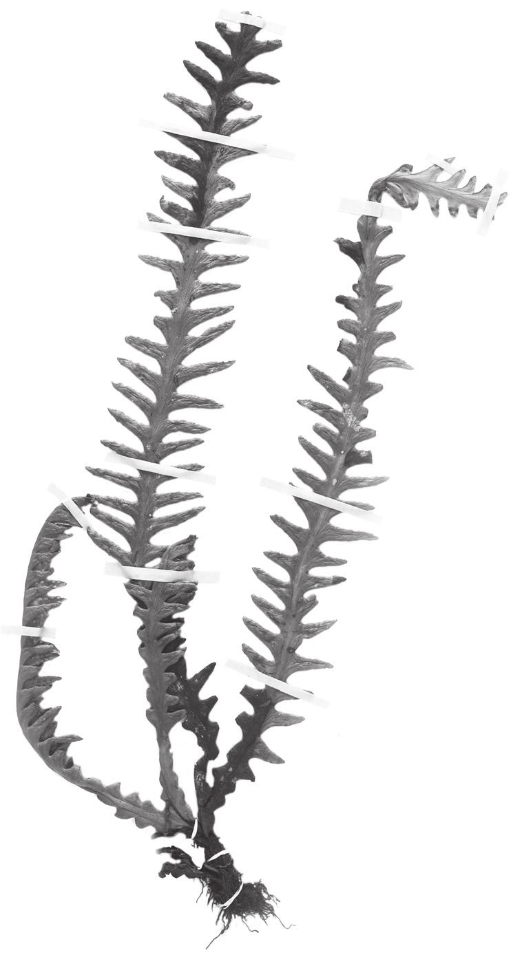 68 Flora de Colombia No. 29, 2012 Figura 35. Ceradenia pearcei (Hno. Daniel s.n., COL). Plantas epífitas. Rizoma 0.4-0.