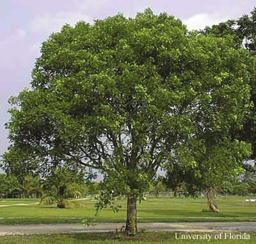 Caoba antillana, Swietenia mahagoni, como árbol de sombra en área urbana de la Florida. Figura 11. Caoba antillana, Swietenia mahagoni.