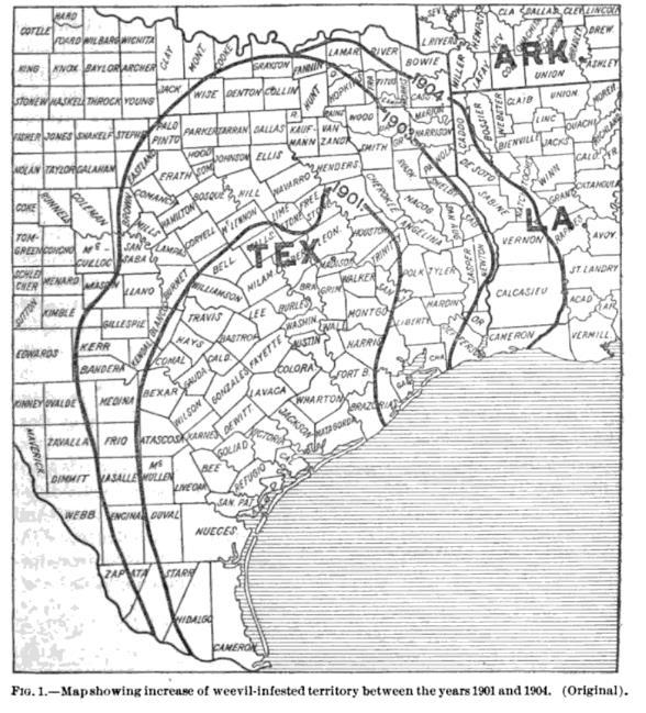 ANTECEDENTES 1901-1904.- Dispersión del picudo del algodonero (Anthonomus grandis) a Texas.